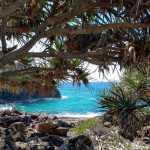 The whales are back in town 7 Secret beach Noosa National Park