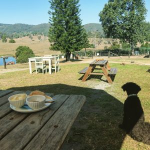 Hinterland Feijoas 2 Best scones Sunshine Coast
