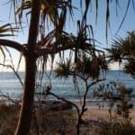 The whales are back in town 3 noosa